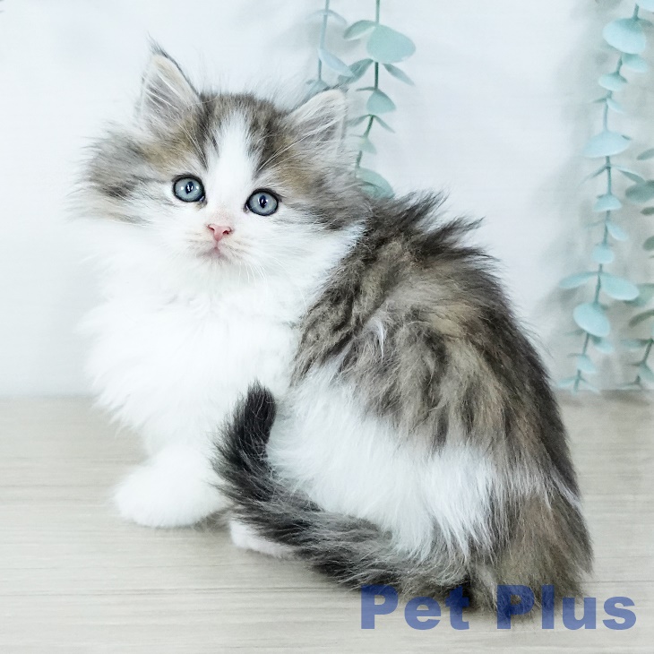 茨城県のノルウェージャンフォレストキャット (ペットプラス つくば店/2025年11月16日生まれ/女の子/ブラウンマッカレルタビーホワイト)の子猫の1枚目の画像