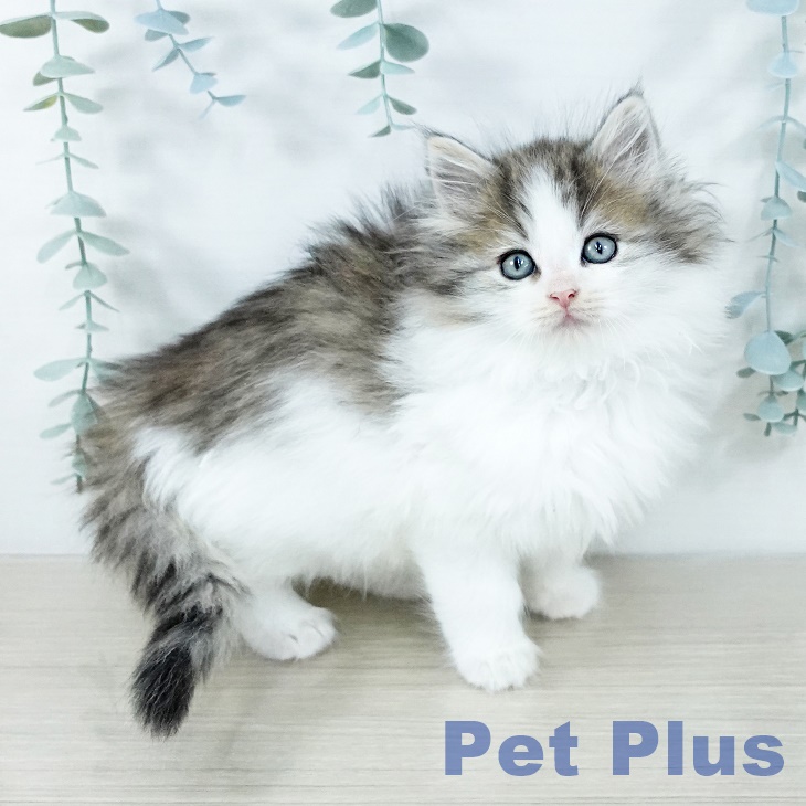 茨城県のノルウェージャンフォレストキャット (ペットプラス つくば店/2025年11月16日生まれ/女の子/ブラウンマッカレルタビーホワイト)の子猫の2枚目の画像