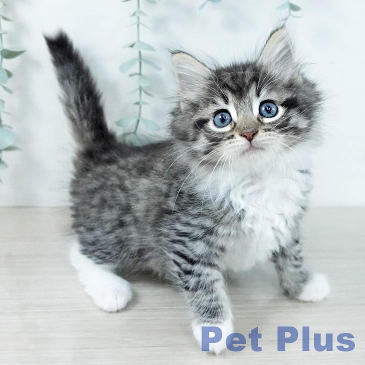 埼玉県のノルウェージャンフォレストキャット (ペットプラス ピオニウォーク東松山店/2025年11月16日生まれ/男の子/ブラウンマッカレルタビーホワイト)の子猫の1枚目の画像