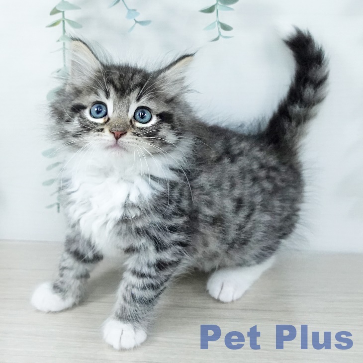 埼玉県のノルウェージャンフォレストキャット (ペットプラス ピオニウォーク東松山店/2025年11月16日生まれ/男の子/ブラウンマッカレルタビーホワイト)の子猫の2枚目の画像