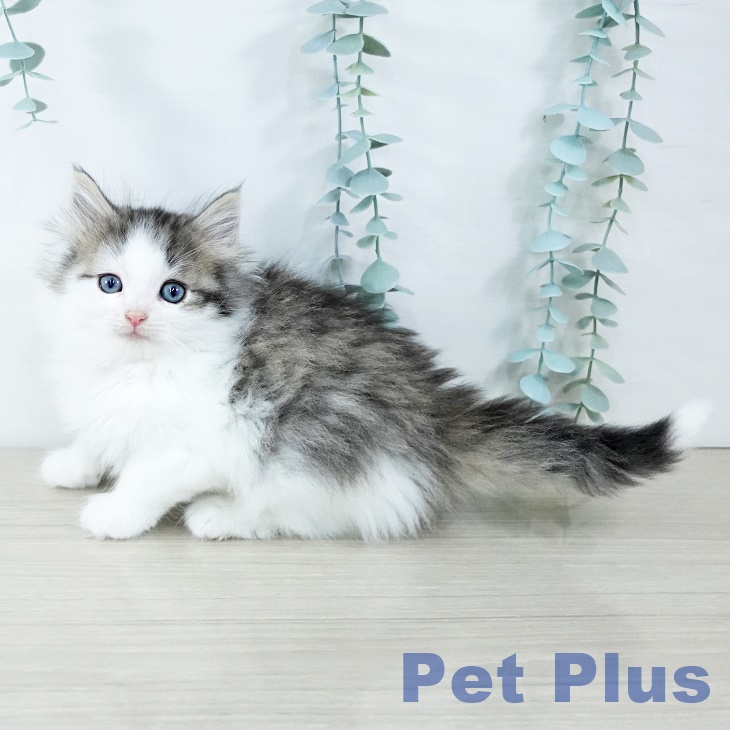 福島県のノルウェージャンフォレストキャット (ペットプラス 福島店/2025年11月16日生まれ/男の子/ブラウンマッカレルタビーホワイト)の子猫