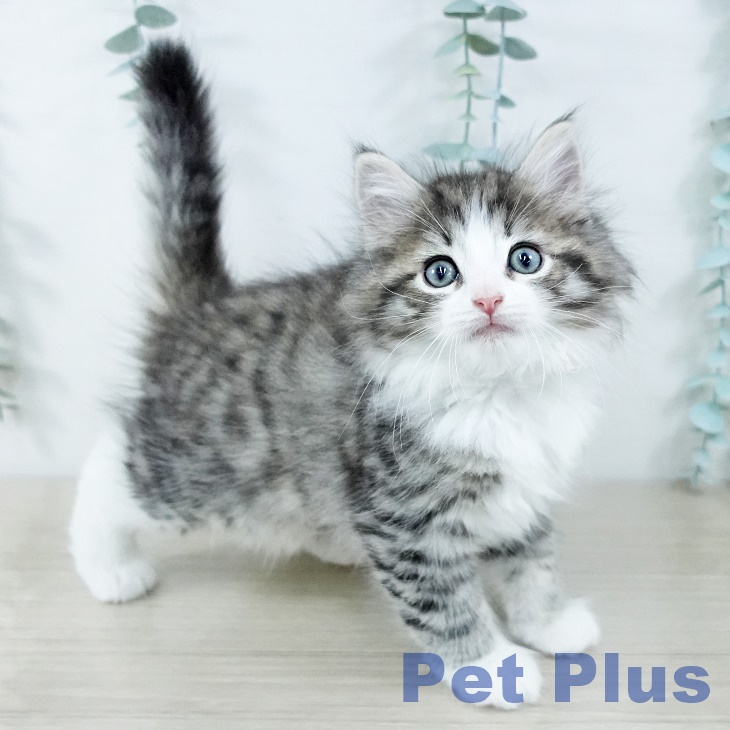 埼玉県のノルウェージャンフォレストキャット (ペットプラス 浦和美園店/2025年11月16日生まれ/男の子/ブラウンマッカレルタビーホワイト)の子猫の2枚目の画像