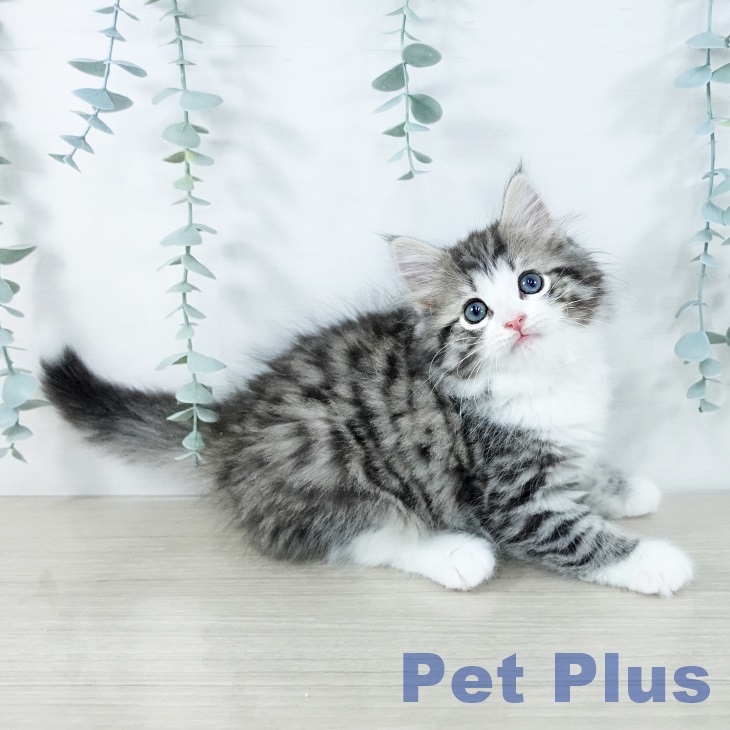 埼玉県のノルウェージャンフォレストキャット (ペットプラス イオンモール春日部店/2025年11月16日生まれ/女の子/ブラウンマッカレルタビーホワイト)の子猫の1枚目の画像