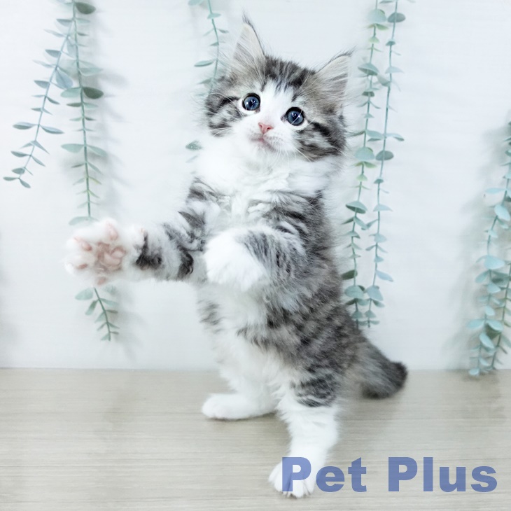 埼玉県のノルウェージャンフォレストキャット (ペットプラス イオンモール春日部店/2025年11月16日生まれ/女の子/ブラウンマッカレルタビーホワイト)の子猫の2枚目の画像