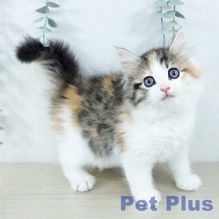埼玉県のノルウェージャンフォレストキャット (ペットプラス 与野店/2025年11月16日生まれ/女の子/ブラウンパッチドマッカレルタビーホワイト)の子猫の1枚目の画像