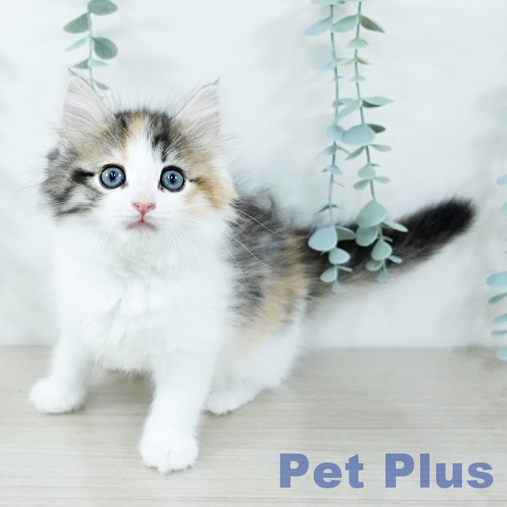 埼玉県のノルウェージャンフォレストキャット (ペットプラス 与野店/2025年11月16日生まれ/女の子/ブラウンパッチドマッカレルタビーホワイト)の子猫の2枚目の画像