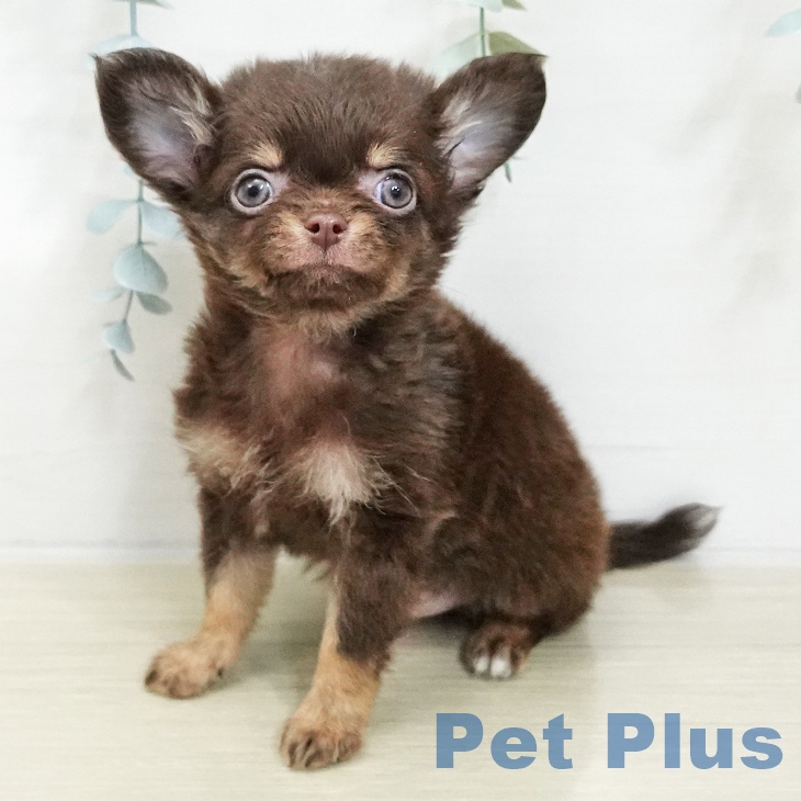 千葉県のチワワ(ロング) (ペットプラス 幕張新都心店/2025年11月20日生まれ/男の子/チョコレートタン)の子犬の1枚目の画像