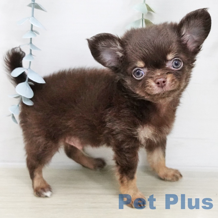 千葉県のチワワ(ロング) (ペットプラス 幕張新都心店/2025年11月20日生まれ/男の子/チョコレートタン)の子犬の2枚目の画像