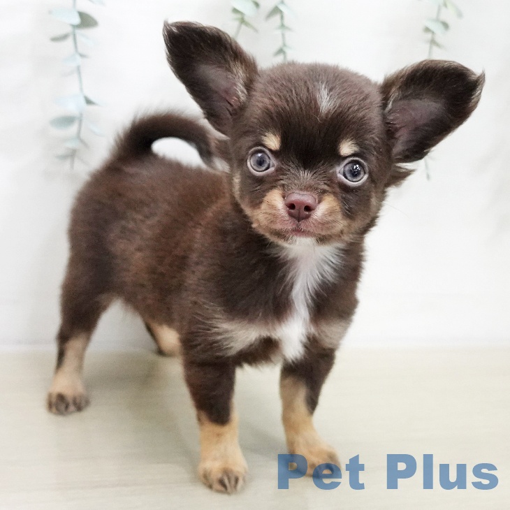 千葉県のチワワ(ロング) (ペットプラス 成田店/2025年11月20日生まれ/男の子/チョコレートタンホワイト)の子犬の1枚目の画像