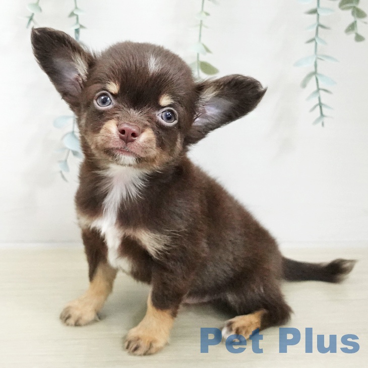 千葉県のチワワ(ロング) (ペットプラス 成田店/2025年11月20日生まれ/男の子/チョコレートタンホワイト)の子犬の2枚目の画像