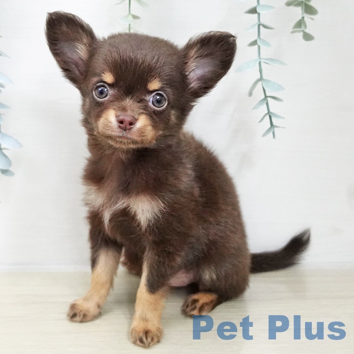 長野県のチワワ(ロング) (ペットプラス 松本店/2025年11月20日生まれ/女の子/チョコレートタン)の子犬の1枚目の画像