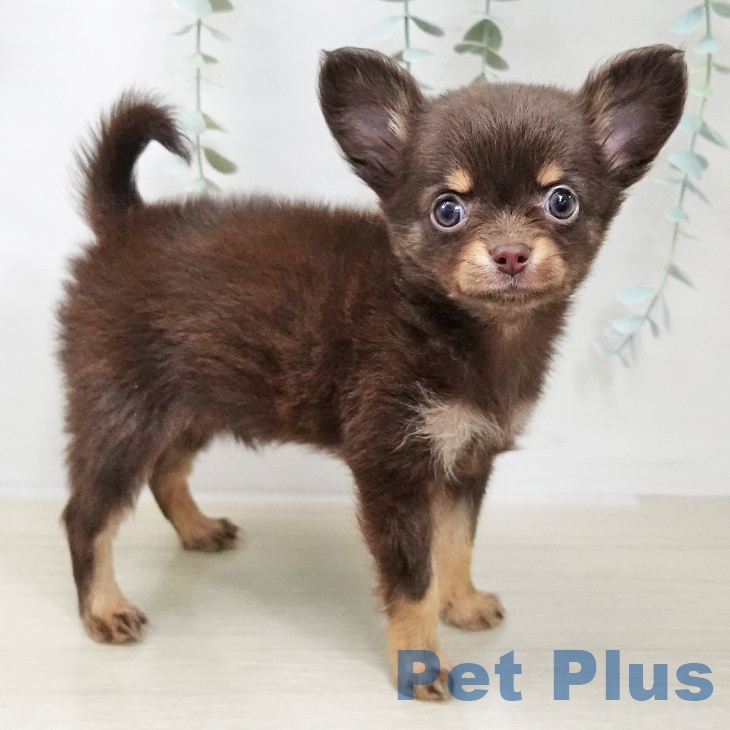 長野県のチワワ(ロング) (ペットプラス 松本店/2025年11月20日生まれ/女の子/チョコレートタン)の子犬の2枚目の画像