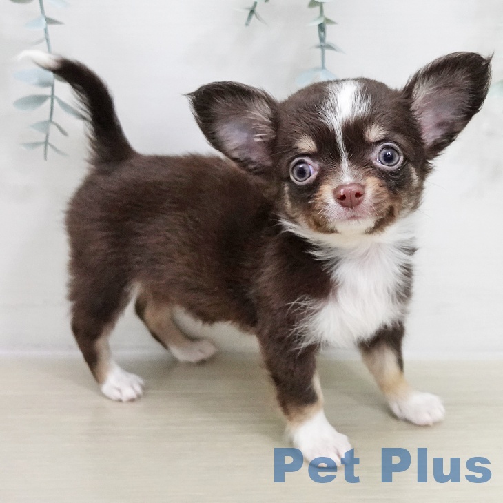 埼玉県のチワワ(ロング) (ペットプラス ららぽーと富士見店/2025年11月20日生まれ/女の子/チョコレートタンホワイト)の子犬の1枚目の画像