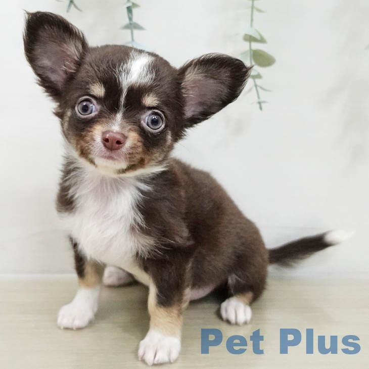 埼玉県のチワワ(ロング) (ペットプラス ららぽーと富士見店/2025年11月20日生まれ/女の子/チョコレートタンホワイト)の子犬の2枚目の画像