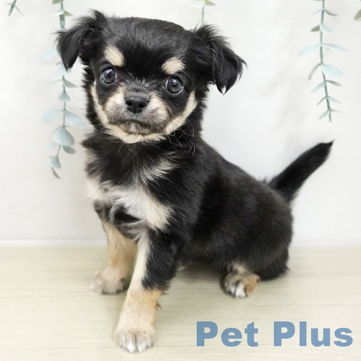 宮城県のチワワ(ロング) (ペットプラス 名取店/2025年11月20日生まれ/男の子/ブラックタン)の子犬の1枚目の画像
