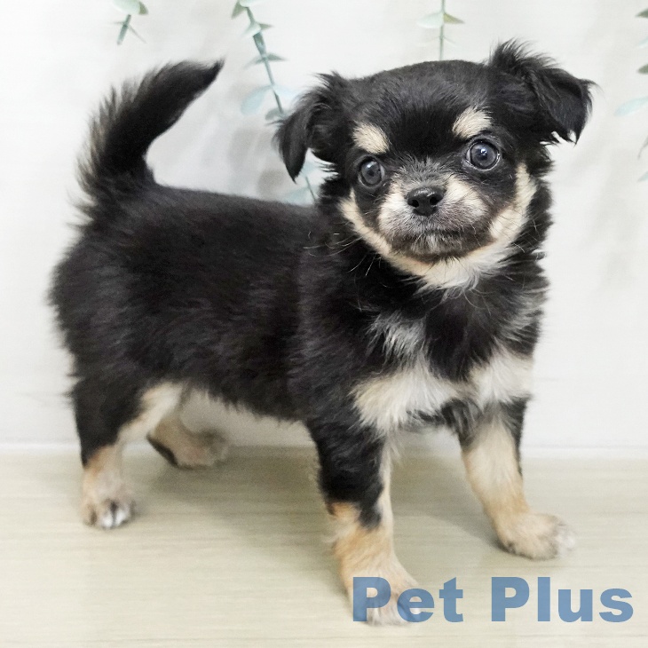 宮城県のチワワ(ロング) (ペットプラス 名取店/2025年11月20日生まれ/男の子/ブラックタン)の子犬の2枚目の画像