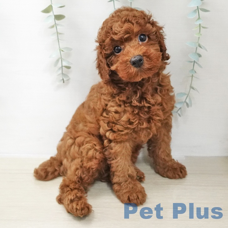 埼玉県のトイプードル(トイ) (ペットプラス イオンモール春日部店/2025年11月16日生まれ/男の子/レッドフォーン)の子犬の1枚目の画像