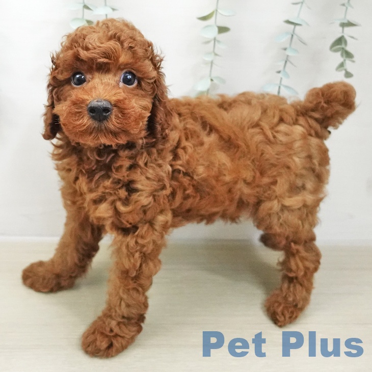 埼玉県のトイプードル(トイ) (ペットプラス イオンモール春日部店/2025年11月16日生まれ/男の子/レッドフォーン)の子犬の2枚目の画像