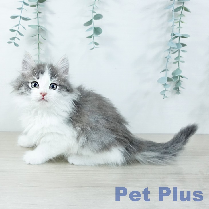 熊本県のノルウェージャンフォレストキャット (ペットプラス 熊本店/2025年11月17日生まれ/男の子/ブルーマッカレルタビーホワイト)の子猫