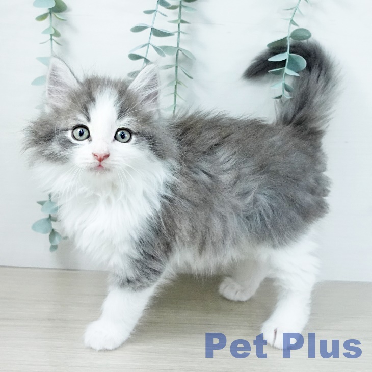 福岡県のノルウェージャンフォレストキャット (ペットプラス ららぽーと福岡店/2025年11月17日生まれ/男の子/ブルーマッカレルタビーホワイト)の子猫の1枚目の画像