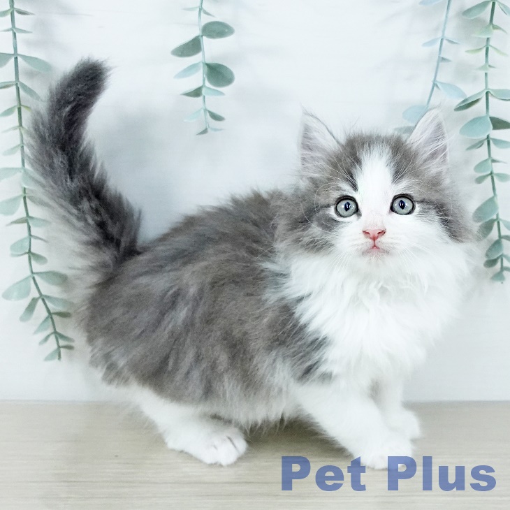 福岡県のノルウェージャンフォレストキャット (ペットプラス ららぽーと福岡店/2025年11月17日生まれ/男の子/ブルーマッカレルタビーホワイト)の子猫の2枚目の画像