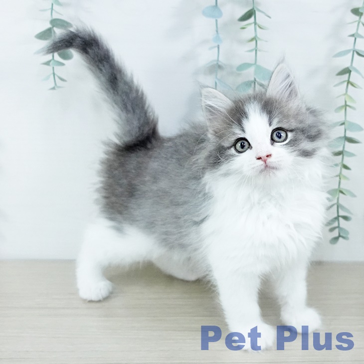 東京都のノルウェージャンフォレストキャット (ペットプラス アクアシティお台場店/2025年11月17日生まれ/女の子/ブルーマッカレルタビーホワイト)の子猫の1枚目の画像