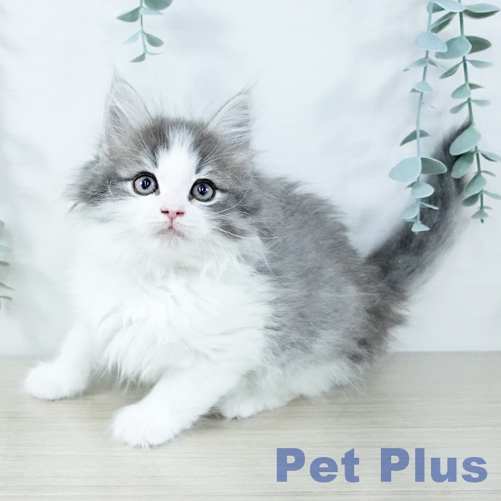 東京都のノルウェージャンフォレストキャット (ペットプラス アクアシティお台場店/2025年11月17日生まれ/女の子/ブルーマッカレルタビーホワイト)の子猫の2枚目の画像