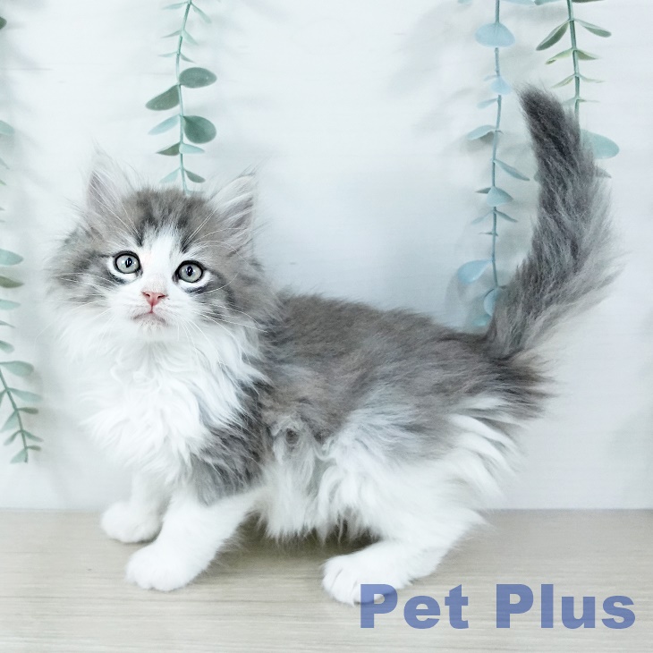 福岡県のノルウェージャンフォレストキャット (ペットプラス 八幡東店/2025年11月17日生まれ/女の子/ブルーマッカレルタビーホワイト)の子猫の1枚目の画像