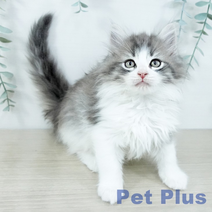 福岡県のノルウェージャンフォレストキャット (ペットプラス 八幡東店/2025年11月17日生まれ/女の子/ブルーマッカレルタビーホワイト)の子猫の2枚目の画像