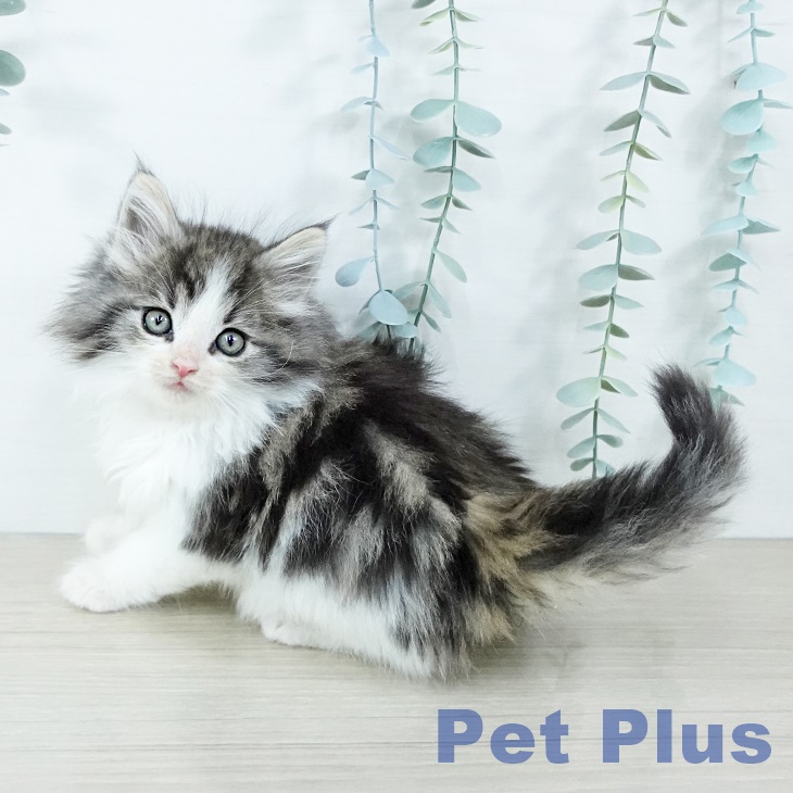 埼玉県のノルウェージャンフォレストキャット (ペットプラス ららぽーと富士見店/2025年11月16日生まれ/男の子/ブラウンタビーホワイト)の子猫の1枚目の画像