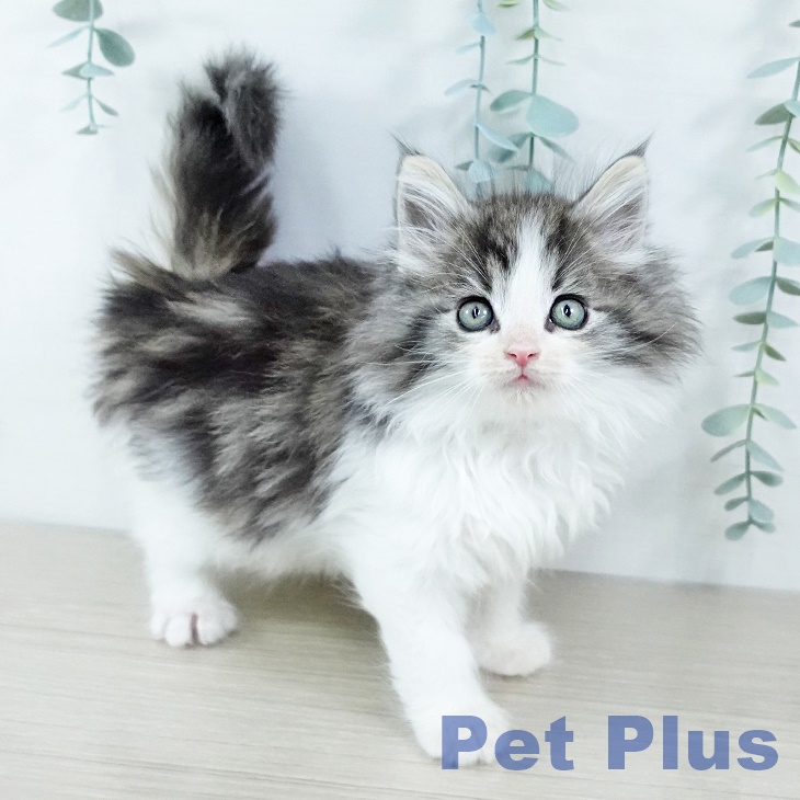 埼玉県のノルウェージャンフォレストキャット (ペットプラス ららぽーと富士見店/2025年11月16日生まれ/男の子/ブラウンタビーホワイト)の子猫の2枚目の画像