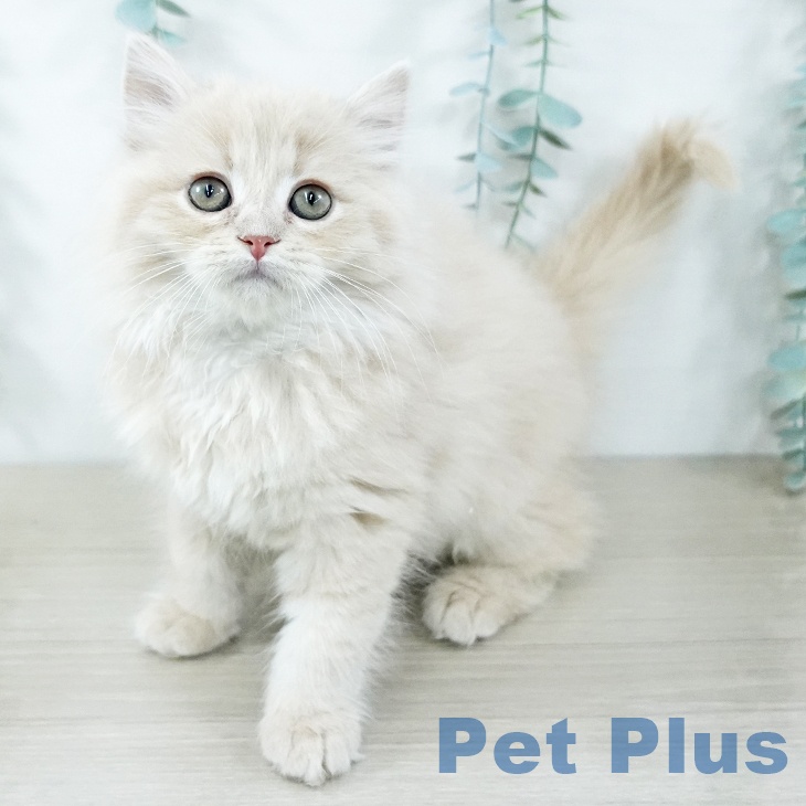 神奈川県のラガマフィン (ペットプラス テラスモール湘南店/2025年11月16日生まれ/女の子/クリームタビー)の子猫の1枚目の画像