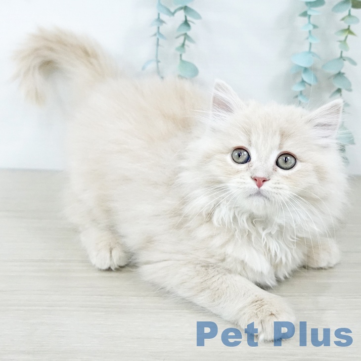 神奈川県のラガマフィン (ペットプラス テラスモール湘南店/2025年11月16日生まれ/女の子/クリームタビー)の子猫の2枚目の画像