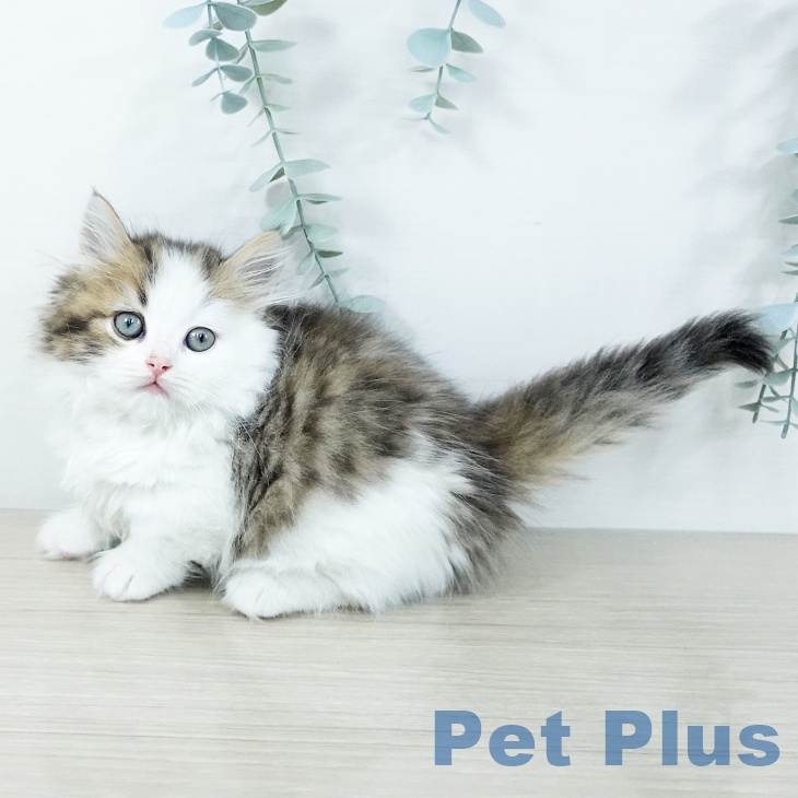 埼玉県のマンチカン (ペットプラス 浦和美園店/2025年11月21日生まれ/女の子/ブラウンタビーホワイト)の子猫の2枚目の画像