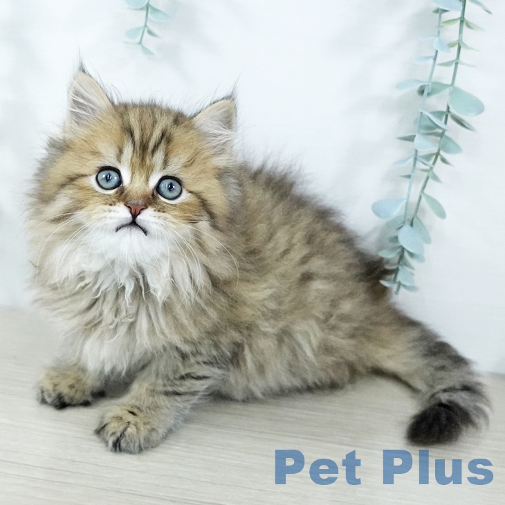 千葉県のラガマフィン (ペットプラス 幕張新都心店/2025年11月20日生まれ/男の子/ブラウンタビー)の子猫の1枚目の画像