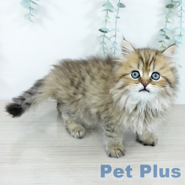 千葉県のラガマフィン (ペットプラス 幕張新都心店/2025年11月20日生まれ/男の子/ブラウンタビー)の子猫の2枚目の画像