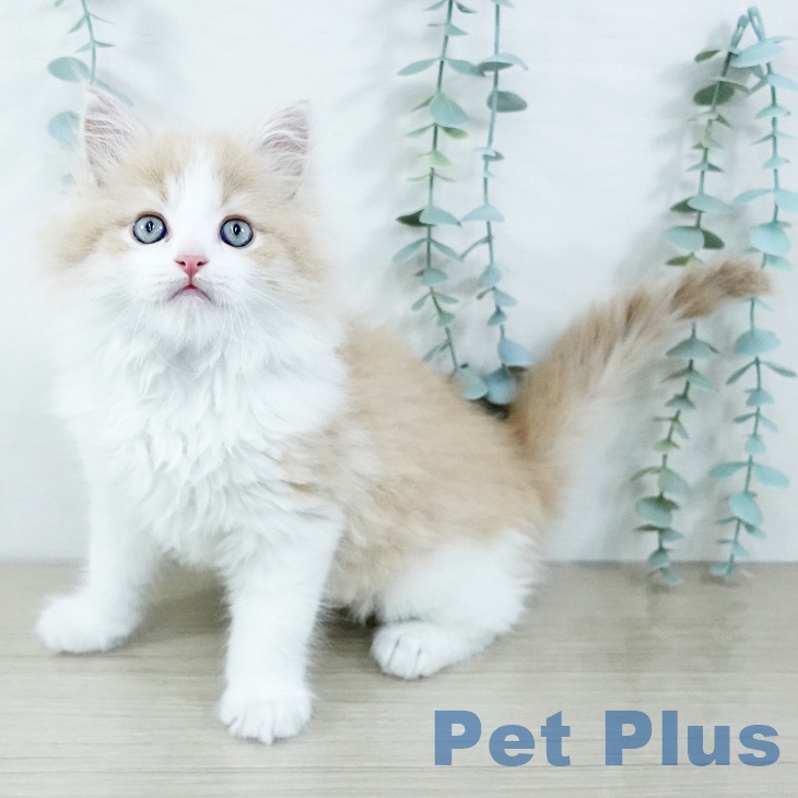 宮城県のラガマフィン (ペットプラス 仙台上杉店/2025年11月20日生まれ/男の子/クリームタビーホワイト)の子猫の1枚目の画像