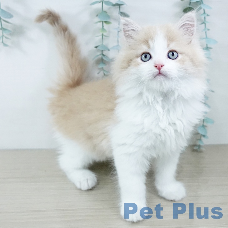 宮城県のラガマフィン (ペットプラス 仙台上杉店/2025年11月20日生まれ/男の子/クリームタビーホワイト)の子猫の2枚目の画像