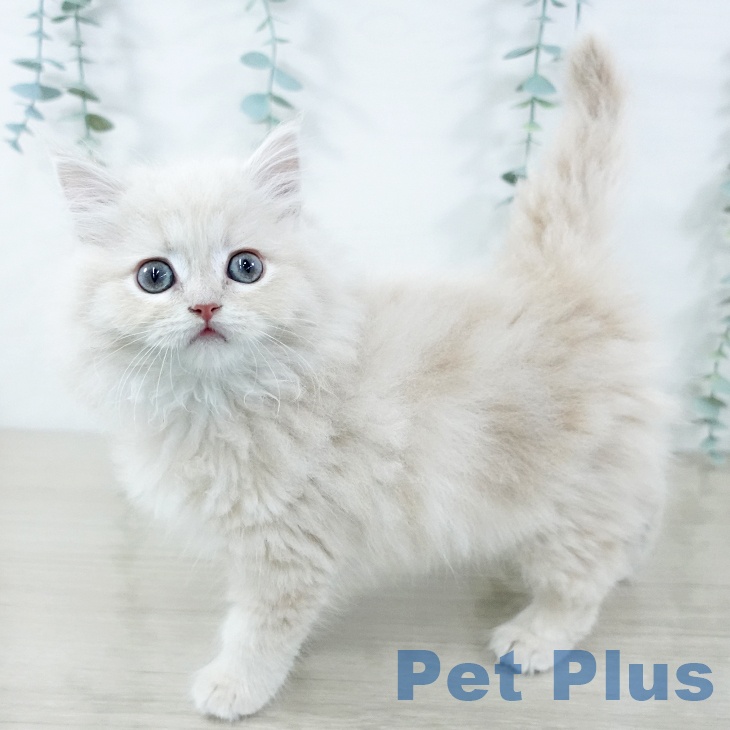 茨城県のラガマフィン (ペットプラス つくば店/2025年11月20日生まれ/女の子/クリームタビー)の子猫の2枚目の画像