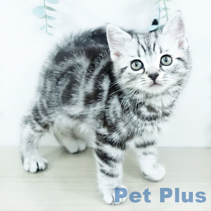 埼玉県のアメリカンショートヘアー (ペットプラス クレアモール川越店/2025年11月17日生まれ/男の子/シルバータビー)の子猫の1枚目の画像