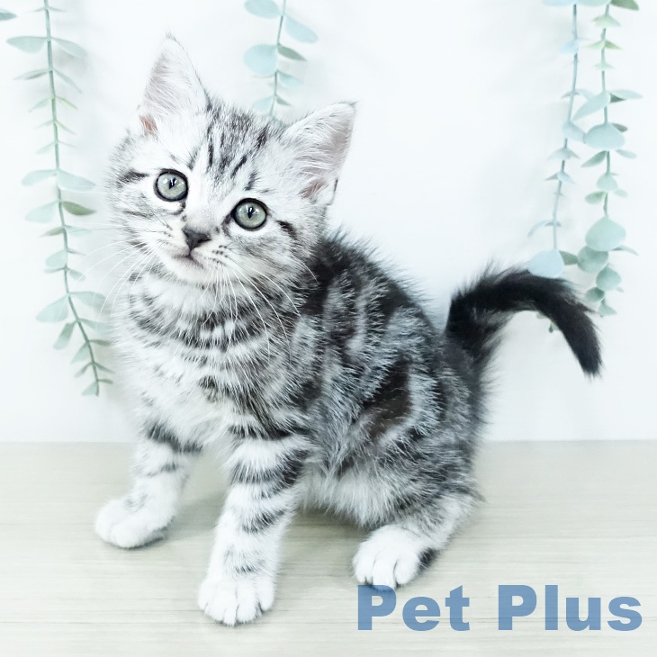 埼玉県のアメリカンショートヘアー (ペットプラス クレアモール川越店/2025年11月17日生まれ/男の子/シルバータビー)の子猫の2枚目の画像