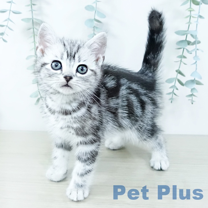 埼玉県のアメリカンショートヘアー (ペットプラス イオンモール春日部店/2025年11月17日生まれ/男の子/シルバータビー)の子猫の1枚目の画像