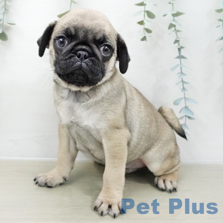 東京都のパグ (ペットプラス アクアシティお台場店/2025年11月20日生まれ/男の子/フォーン)の子犬の1枚目の画像