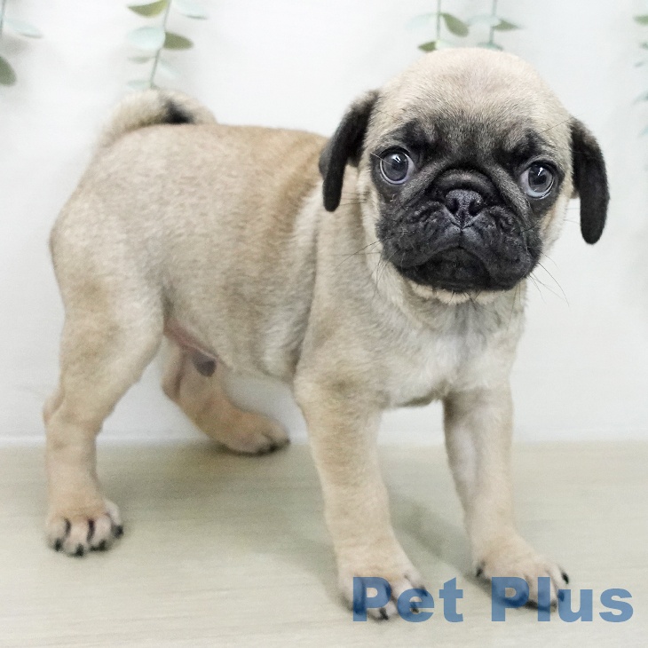 東京都のパグ (ペットプラス アクアシティお台場店/2025年11月20日生まれ/男の子/フォーン)の子犬の2枚目の画像