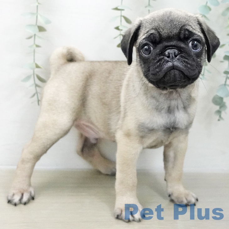 埼玉県のパグ (ペットプラス 羽生店/2025年11月20日生まれ/男の子/フォーン)の子犬の1枚目の画像