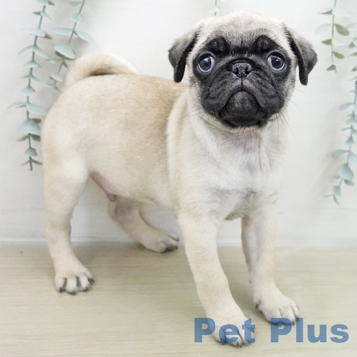 千葉県のパグ (ペットプラス 幕張新都心店/2025年11月20日生まれ/男の子/フォーン)の子犬の1枚目の画像