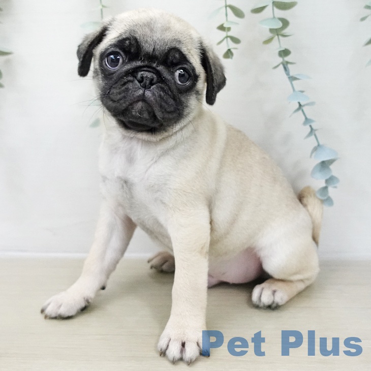 千葉県のパグ (ペットプラス 幕張新都心店/2025年11月20日生まれ/男の子/フォーン)の子犬の2枚目の画像