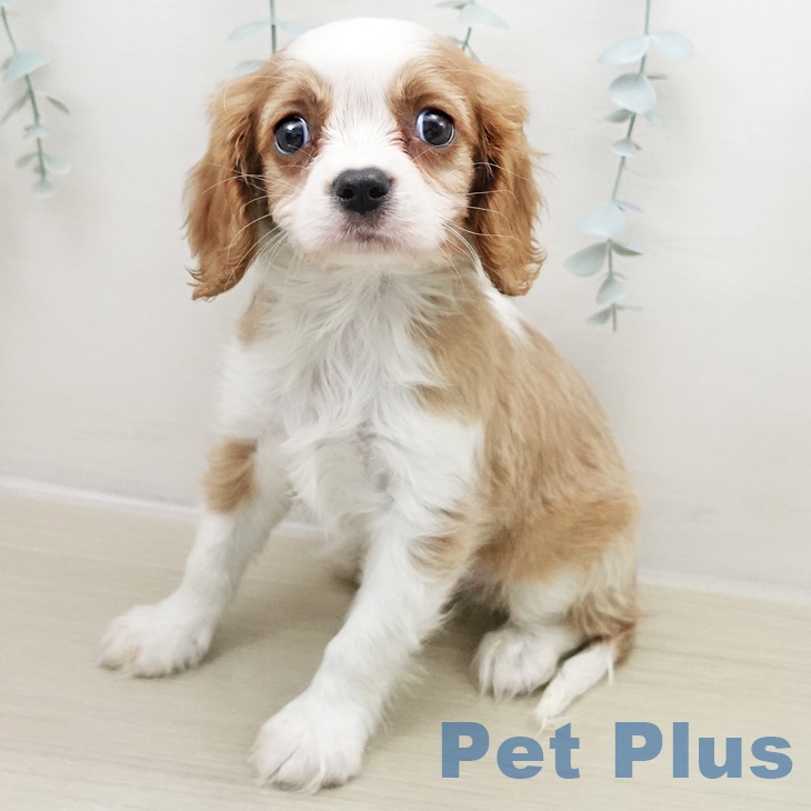 東京都のキャバリアキングチャールズスパニエル (ペッツワン 青梅インター店/2025年11月23日生まれ/男の子/ブレンハイム)の子犬の1枚目の画像
