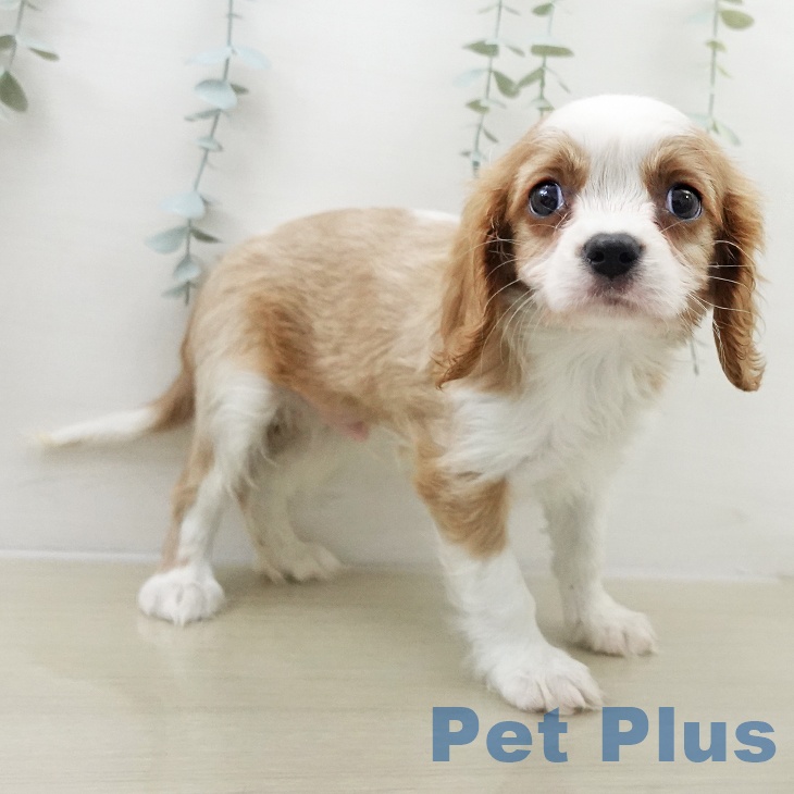 東京都のキャバリアキングチャールズスパニエル (ペッツワン 青梅インター店/2025年11月23日生まれ/男の子/ブレンハイム)の子犬の2枚目の画像