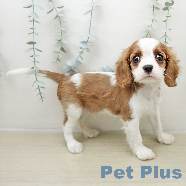 埼玉県のキャバリアキングチャールズスパニエル (ペットプラス ららぽーと富士見店/2025年11月23日生まれ/男の子/ブレンハイム)の子犬の1枚目の画像